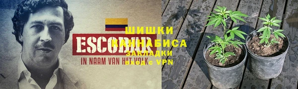 ПСИЛОЦИБИНОВЫЕ ГРИБЫ Алзамай